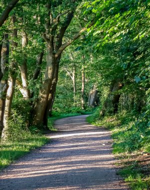 Yoğun yeşil bir ormana güzel bir manzara. Parlak güneş ışığı, derin gölgeler bırakıyor..