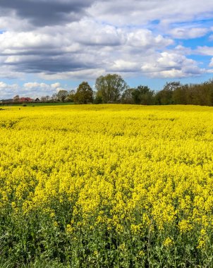 Çiçek açan tecavüz ve ağacın sarı tarlası bulutlu mavi gökyüzüne karşı, fotokopi alanı olan doğal manzara, Almanya Avrupa.
