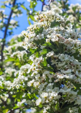 Güzel kiraz ve erik ağaçları rengarenk çiçeklerle bahar zamanı çiçek açarlar..
