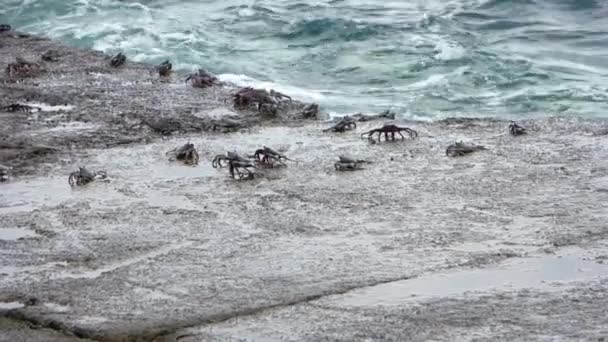 Многочисленные Крабы Каменных Блоках Пирсе Тенерифе Океаном Заднем Плане — стоковое видео