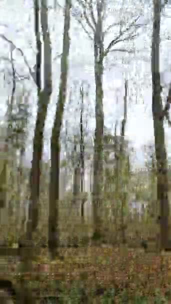Вид Бокового Окна Движущегося Автомобиля Густой Лес Листьев — стоковое видео