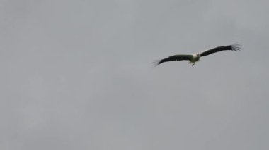 Beyaz bir leylek havada daireler çiziyor.