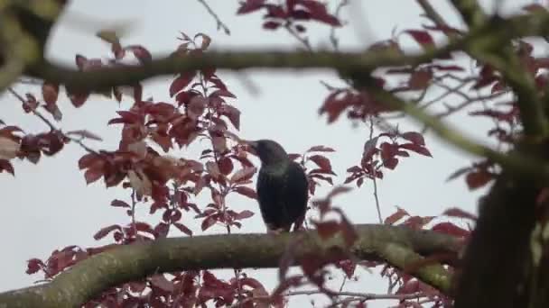 Starling Bird Branch Looks Mate — Stock video