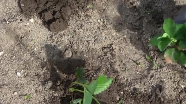 Χέρια Γάντια Κηπουρικής Φυτέψτε Ένα Φυτό Φράουλα Ένα Υπερυψωμένο Κρεβάτι — Αρχείο Βίντεο