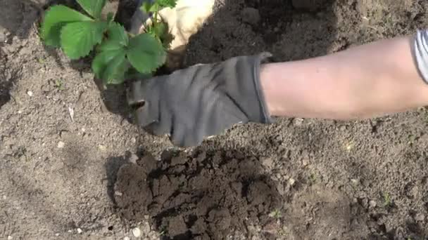 Händerna Trädgårdshandskar Plantera Jordgubbsplanta Upphöjd Säng — Stockvideo