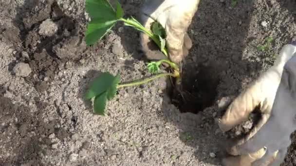 Les Mains Dans Les Gants Jardinage Plantent Une Fraisière Dans — Video