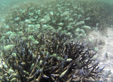Maldivler 'den balıklarla solgun mercanların sualtı fotoğrafı.