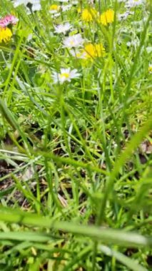 Yeşil bir çayır, gün ışığında papatyalar ve karahindiba çiçekleri..