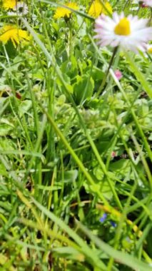 Yeşil bir çayır, gün ışığında papatyalar ve karahindiba çiçekleri..