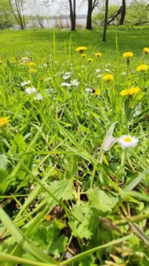 Yeşil bir çayır, gün ışığında papatyalar ve karahindiba çiçekleri..