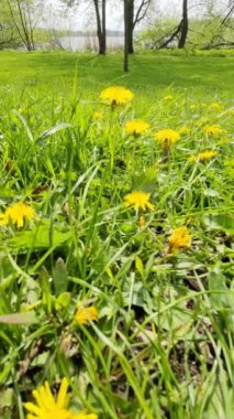 Yeşil bir çayır. Güneş ışığında bir sürü sarı karahindiba çiçeği var..