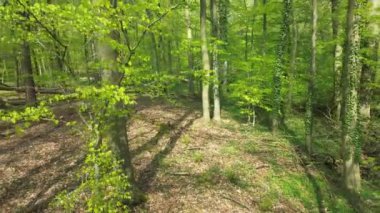 İnsansız hava aracı, yeşil yaprak döken bir ormanda yavaş uçuyor..