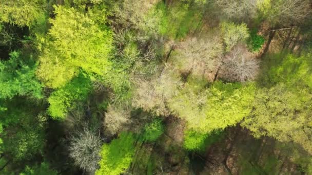 Dron Widok Góry Zielony Las Liściasty Wiosną Wielu Różnych Drzew — Wideo stockowe