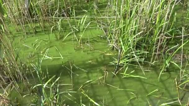 Lago Verde Striato Alghe Con Sacco Canne Margini — Video Stock
