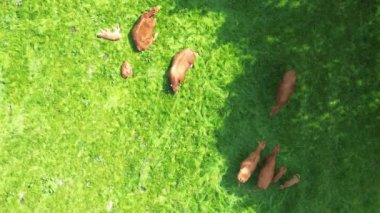 Yeşil bir çayırda dinlenen birkaç kahverengi ineğin drone görüntüsü.