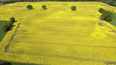 Ağaçların arasında büyük sarı bir yağ tohumu tarlasının insansız hava aracı görüntüsü..