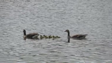 Yumurtadan yeni çıkmış yavrularıyla birlikte iki kaz, küçük dalgalarla birlikte gölün üzerinde gün ışığında yüzerler..