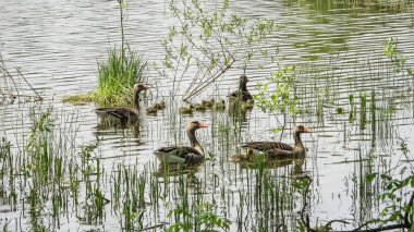 Yumurtadan yeni çıkmış yavrularıyla birlikte iki kaz, küçük dalgalarla birlikte gölün üzerinde gün ışığında yüzerler.