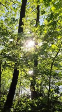 Sakin bir göldeki yeşil ağaçların yaprakları arasından güneş ışınları parlıyor..