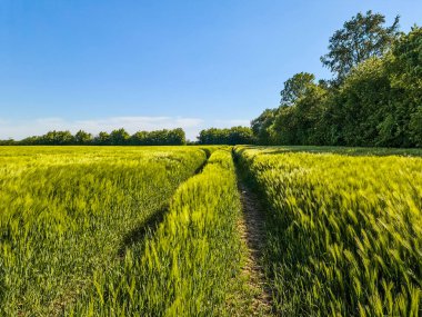 Mavi gökyüzü ve güneş ışığının altında traktör izleri olan taze buğday tarlası manzarası