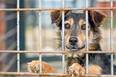 Hayvan barınağında parmaklıklar arkasında sevimli bir köpek.