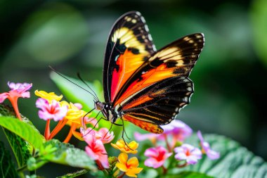 Canlı bir çiçeğin üzerine tünemiş parlak renkli bir kelebeğin yakın plan çekimi.