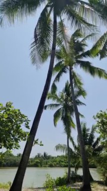 Rüzgarda sallanan güzel palmiye ağaçları rüya gibi Maldivler 'in önünde