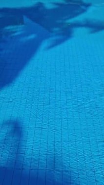 Palmiye yapraklarının gölgeleri mavi bir yüzme havuzunun yüzeyinde hareket eder.