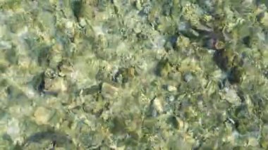 Su yüzeyinin hemen altındaki kayalık bir sahildeki resif köpekbalıklarının drone görüntüsü..