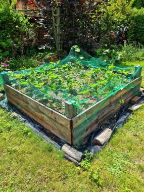 Yükseltilmiş bir yatakta çilek bitkileri ve güzel havada kırmızı ve yeşil meyveler.