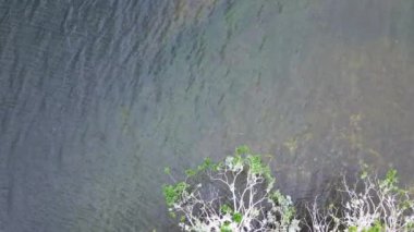 Karabataklarla dolu ve Ploen yakınlarındaki bir gölde dışkılarla kaplı küçük bir adanın insansız hava aracı görüntüsü..