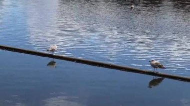 Kuzey Almanya 'da Kiel Limanı' ndaki doğal ortamlarında martılar.
