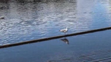 Kuzey Almanya 'da Kiel Limanı' ndaki doğal ortamlarında martılar.