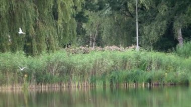 Kuzey Almanya 'da Kiel Limanı' ndaki doğal ortamlarında martılar.