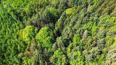 Drone view from above of green mixed forests in northern Germany clipart