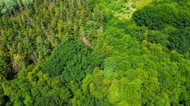 Drone view from above of green mixed forests in northern Germany clipart