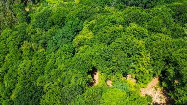 Drone view from above of green mixed forests in northern Germany clipart