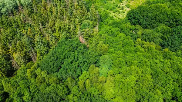 Kuzey Almanya 'daki yeşil karışık ormanların insansız hava aracı görüntüsü
