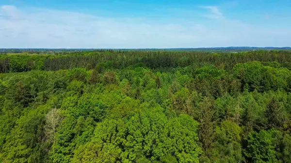 stock image Drone view from above of green mixed forests in northern Germany