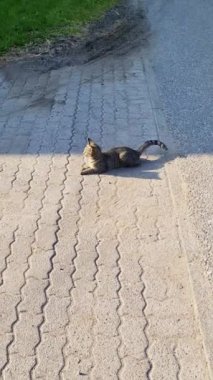 Bir kedi kaldırımlı bir yolda yerde deli gibi yuvarlanıyor..