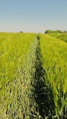 Güneşli bir havada, kulaklarında hafif bir rüzgarla yeşil buğday tarlasında yürü..