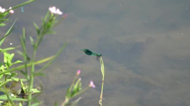 Mavi kanatlı bir kızböceği nehir kıyısındaki çimlerin üzerinde uçar gider..