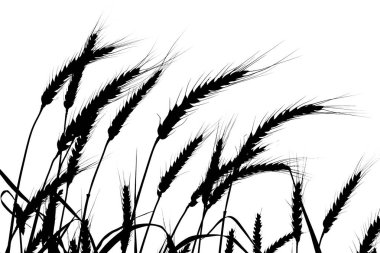 Mısır gevreği kulaklarından siyah bir siluet