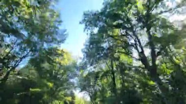 Hareket halindeki bir arabadan yukarı doğru bak. Yazın yeşil bir caddenin yanından hızla geç..
