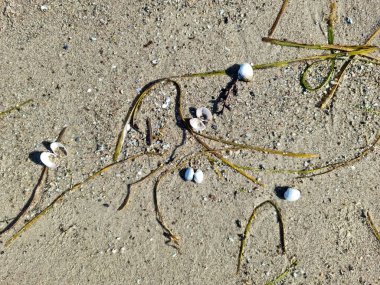 Scattered shells on the beach sand of the Baltic Sea in northern Germany clipart