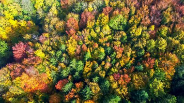 Kuzey Avrupa 'da parlak sonbahar renkleriyle karışık bir ormanın insansız hava aracı görüntüsü