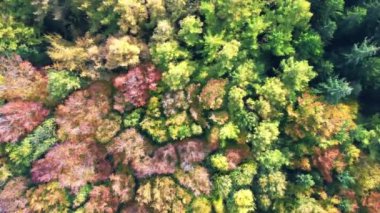 Kuzey Avrupa 'da parlak sonbahar renkleriyle karışık bir ormanın insansız hava aracı görüntüsü.
