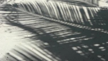 Tropik palmiye yapraklarının gölgeleri kumların üzerinde rüzgarda yavaşça hareket eder..