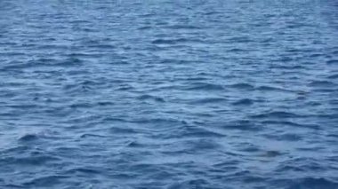 Derin mavi Hint Okyanusu 'nun yüzeyindeki yunuslar.