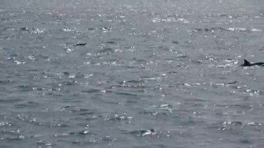 Derin mavi Hint Okyanusu 'nun yüzeyindeki yunuslar.